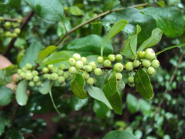 5 Effective Ways To Treat Anaemia With Ayurveda 