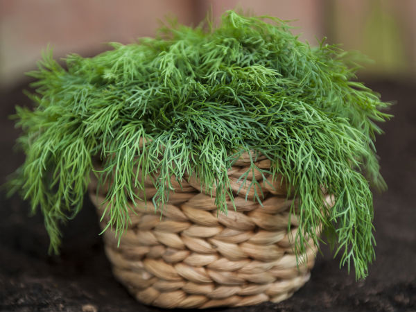 Why You Should Include Dill In Your Diet5
