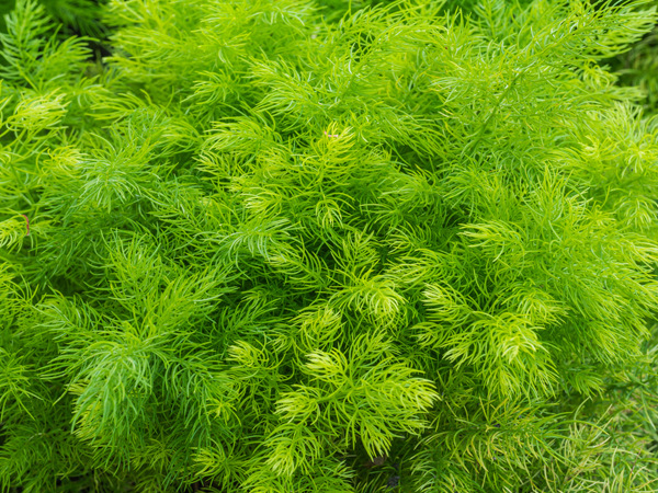 ayurvedic remedies for frigidity ayurvedic remedies for frigidity