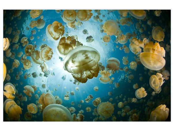 Jellyfish Lake (Palau)