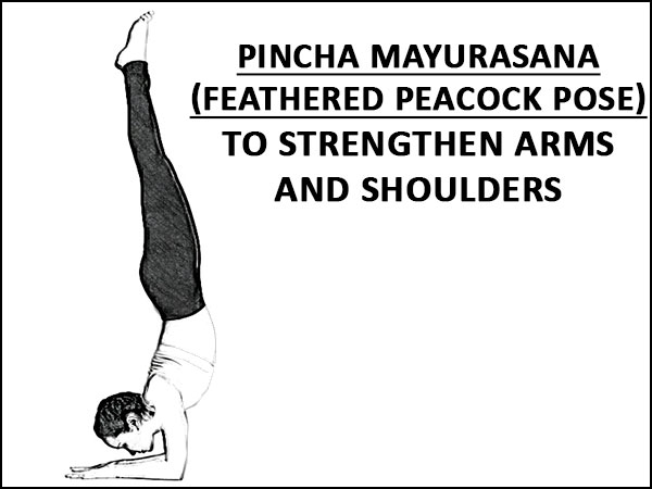 Pincha Mayurasana (Feathered Peacock Pose) To Strengthen Arms And Shoulders Pincha Mayurasana (Feathered Peacock Pose) To Strengthen Arms And Shoulders