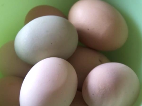 foods to build up muscles