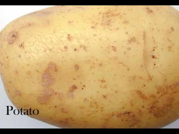 potato