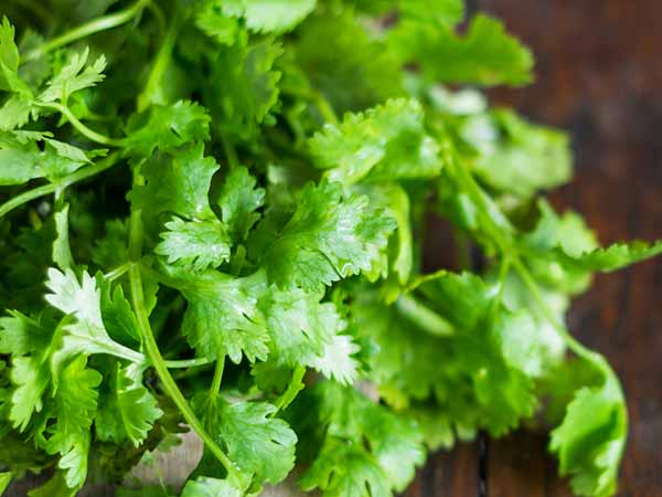 coriander