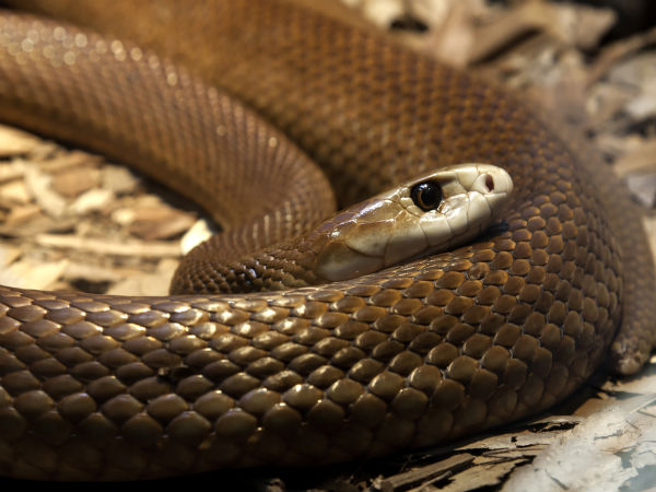 what does it mean to dream about snakes