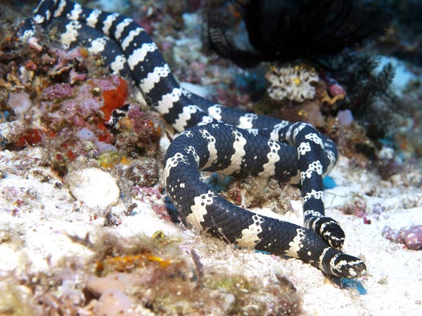 what does it mean to dream about snakes