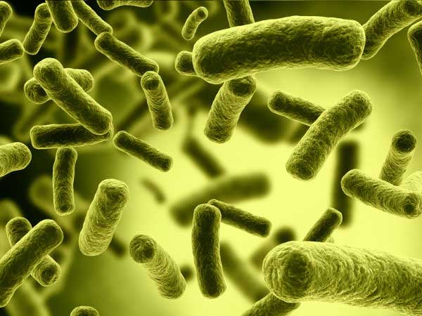 Is Gut Bacteria Good For Our Brain?
