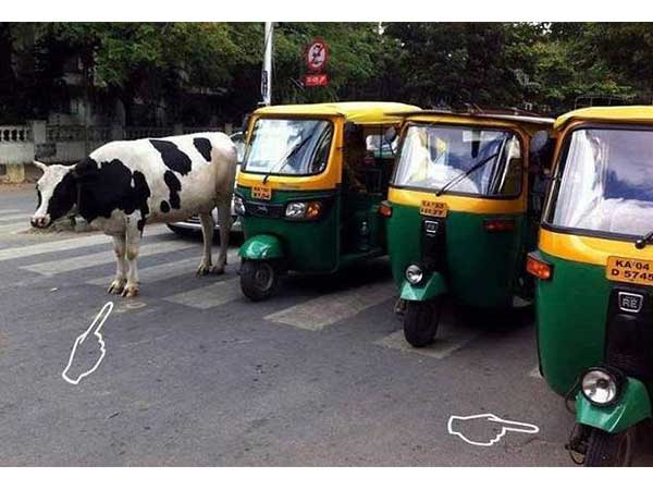 Wow! This Cow Knows Better!