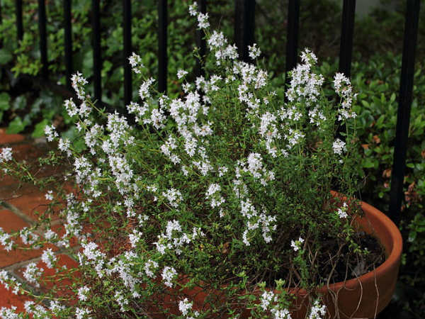 5. Thyme: