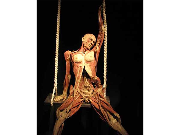 Plastination