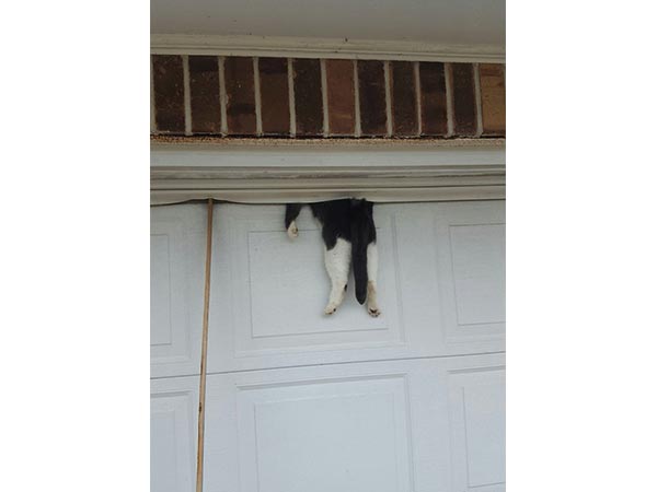 A Cat That Was Trapped In A Garage Door!