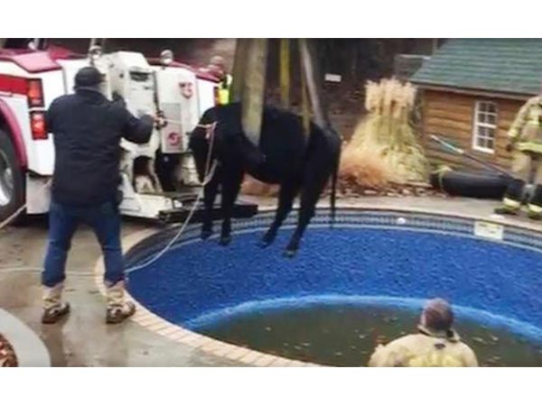 A Cow Is Rescued From A Swimming Pool