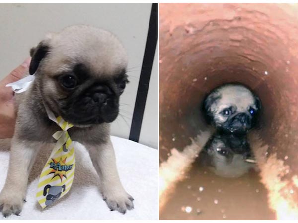 A Pup Who Got Stuck In The Pipeline!