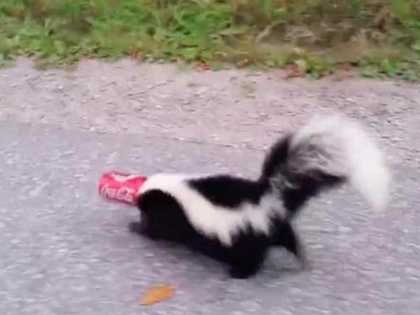 Skunk Who Got Its Head Stuck In A Soda Can!