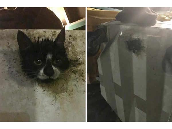 Cat Who Got Her Head Stuck In A Bin!