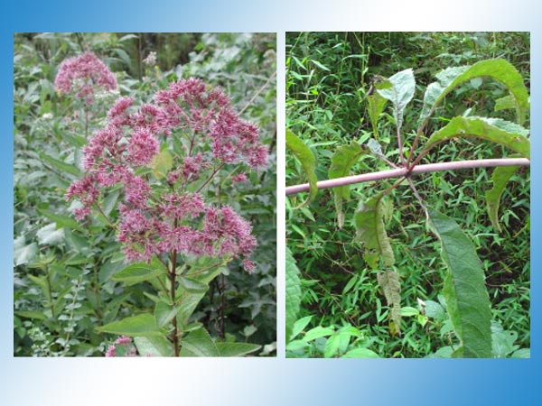 Healthy Herbs N Juices To Cleanse Kidney