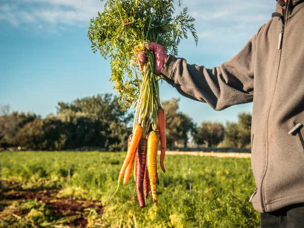 health benefits of parsnips health benefits of parsnips