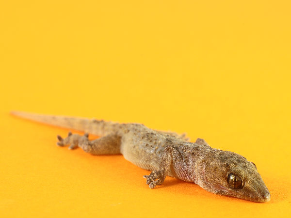 Spiritual Significance Of Lizards In Hinduism!