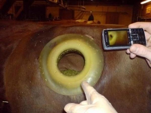 The Cannulas Reveal...