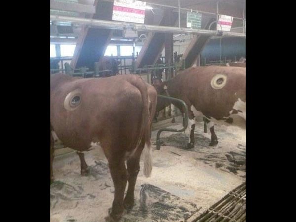 This Technique Is Improving Cattle Raising