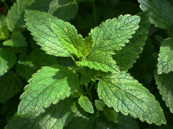 12. Lemon Balm