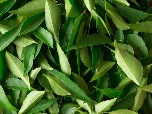 15. Curry Leaf