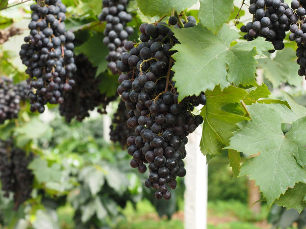 fruits to avoid during pregnancy