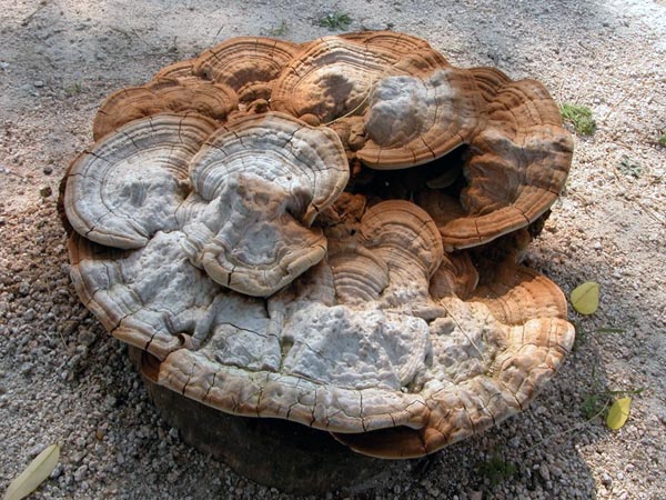 5. Reishi Mushrooms: