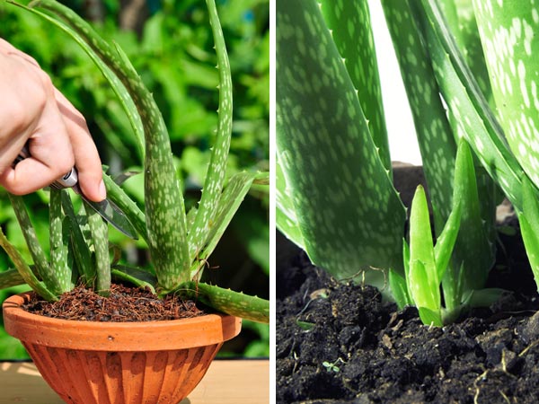  Aloe Vera Plant:
