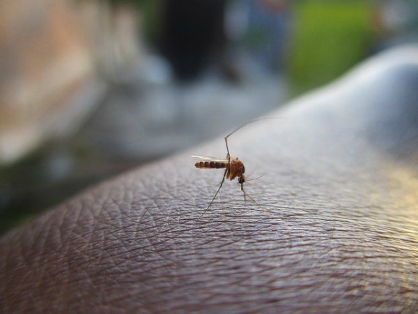 mosquito-borne diseases mosquito-borne diseases