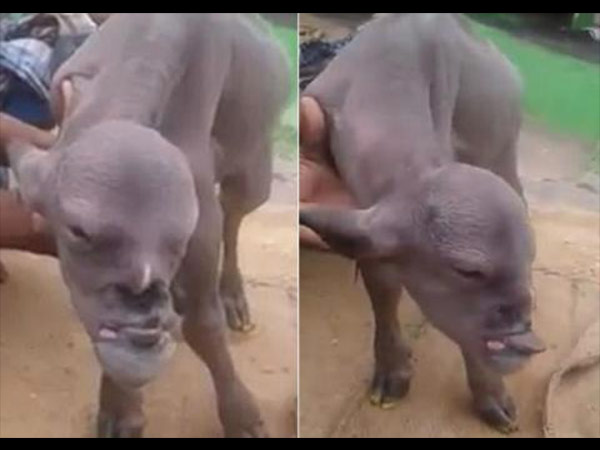 It Was Born In Argentina…