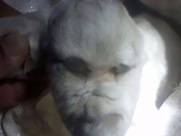 The Owner Revealed...