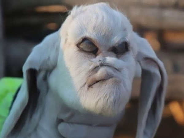 The Pictures Went Viral…