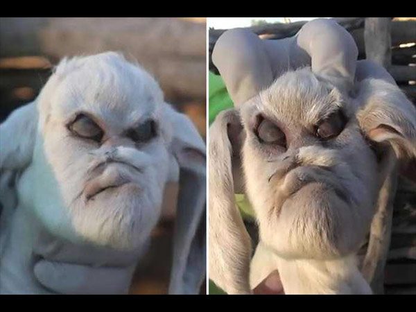 Earlier, A Cow Was Born The Same Way!