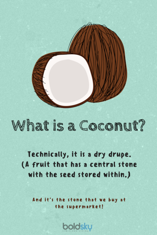 what is a coconut what is a coconut