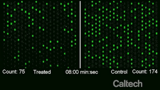 caltech antibiotic resistance test
