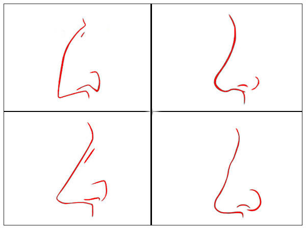Nose Shape Can Define Your Personality Nose Shape Can Define Your Personality