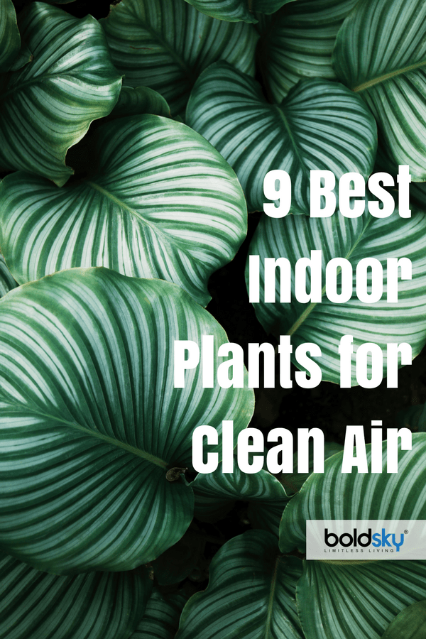best indoor plants for clean air