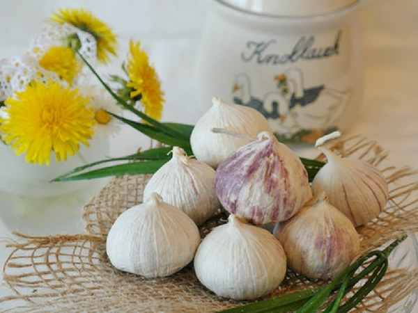 12. Garlic 