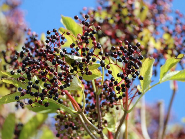 14. Black Elderberry