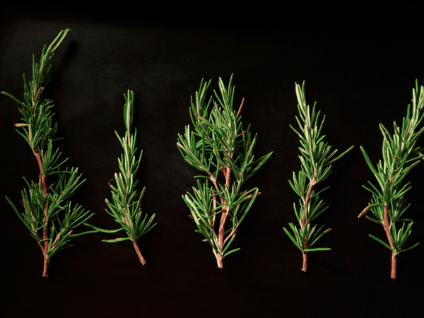 1. Rosemary Leaves