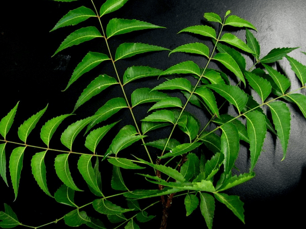 9. Neem Leaves