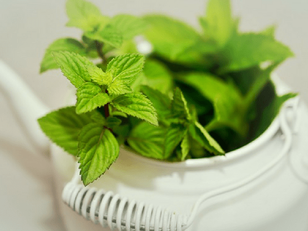 4. Pudina Leaves Or Mint Leaves