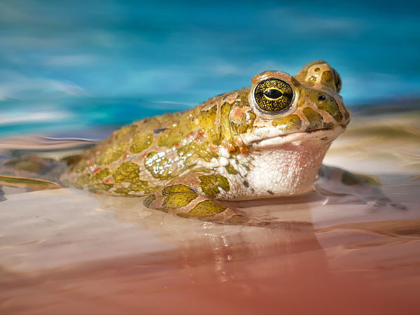 Stepping On The Frogs