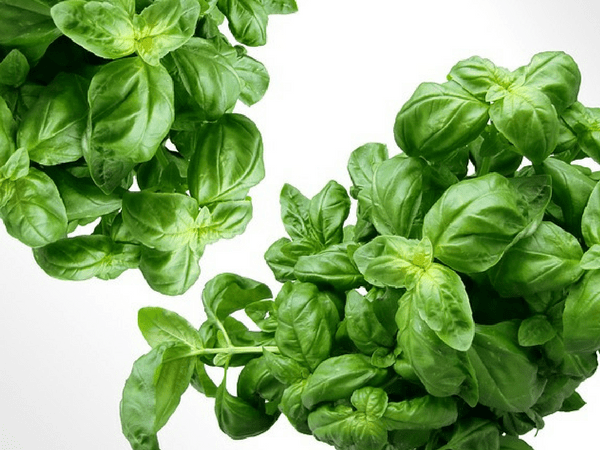 2. Basil