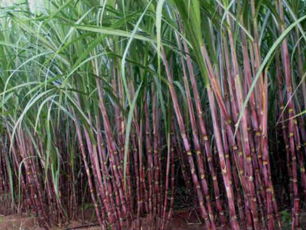 Choose Appropriate Canes