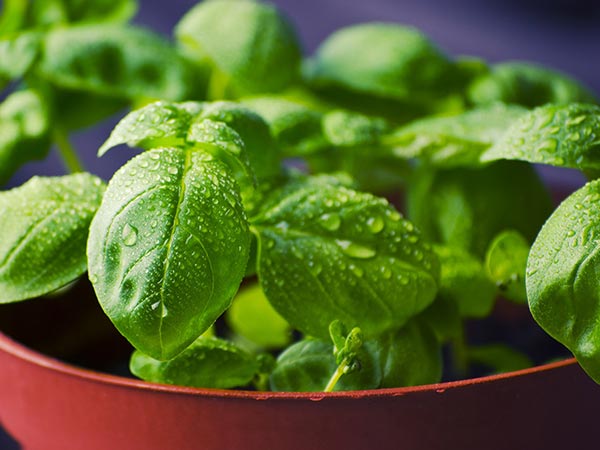 Homemade Saffron Face Packs For Fairness