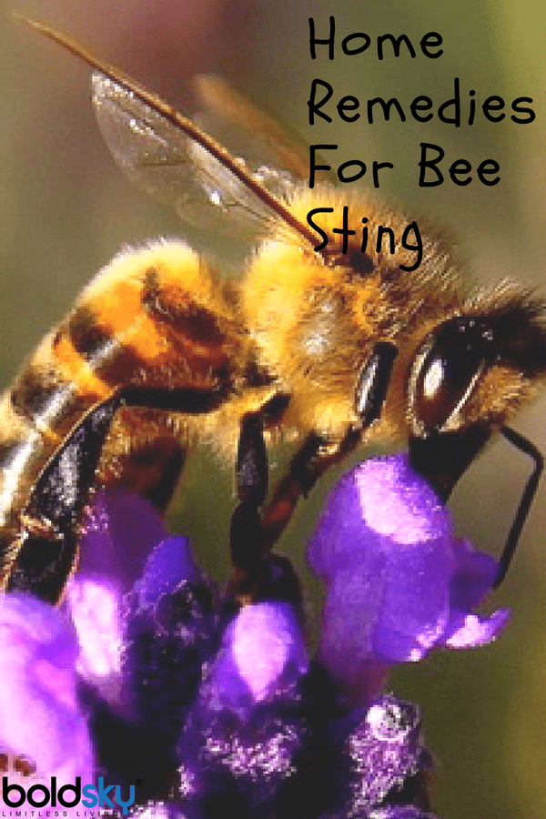 10 Brilliant Home Remedies For Bee Sting To Cure You Instantly
