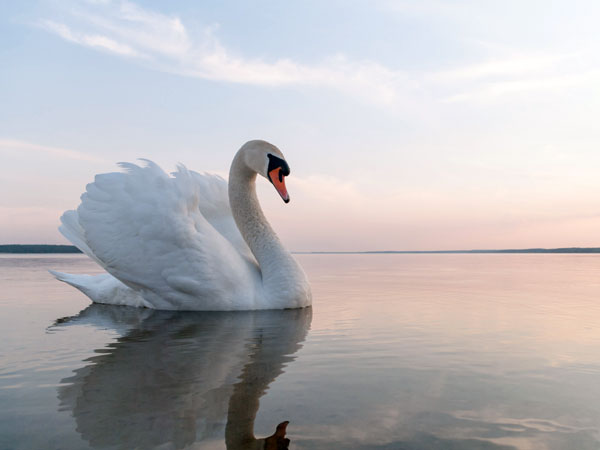 Install The Picture Of A Swan