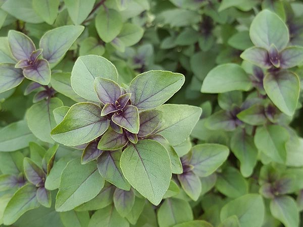 Homemade Saffron Face Packs For Fairness